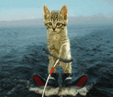 每日GIF(2021-05-21)的gif-Fun Kitten GIF
