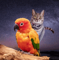 每日GIF(2021-05-22)的gif-Save Them All Zodiac Sign GIF by Best Friends Animal Society