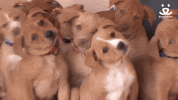 每日GIF(2021-05-25)的gif-Mental Health Love GIF by Best Friends Animal Society
