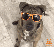 每日GIF(2021-05-25)的gif-Mental Health Love GIF by Best Friends Animal Society