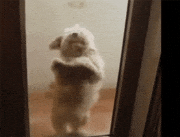 每日GIF(2021-05-26)的gif-dog dancing GIF