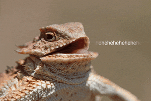 每日GIF(2021-05-27)的gif-Laughter Laughing GIF