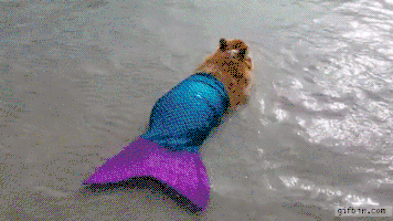 每日GIF(2021-06-05)的gif-Mermaid Corgi GIF