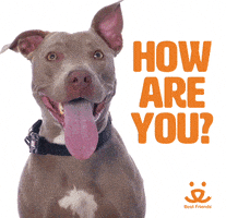 每日GIF(2021-06-06)的gif-Mental Health Love GIF by Best Friends Animal Society
