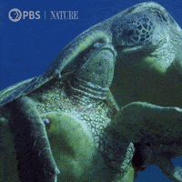 每日GIF(2021-06-07)的gif-GIF by Nature on PBS