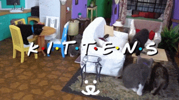 每日GIF(2021-06-08)的gif-Cat Save Them All GIF by Best Friends Animal Society