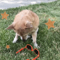 每日GIF(2021-06-08)的gif-Mental Health Love GIF by Best Friends Animal Society