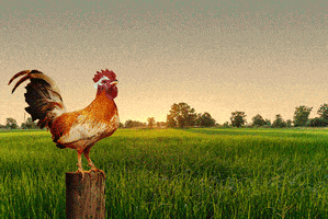 每日GIF(2021-06-09)的gif-Good Morning GIF by Taco Bell