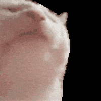 每日GIF(2021-06-11)的gif-Cat Party GIF