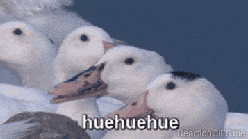 每日GIF(2021-06-12)的gif-ducks laughing GIF