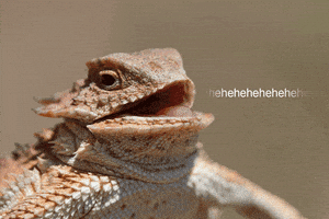 每日GIF(2021-06-12)的gif-image laughing GIF