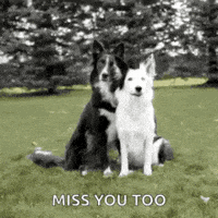 每日GIF(2021-06-14)的gif-I Miss You Too GIF