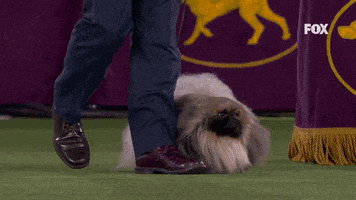 每日GIF(2021-06-16)的gif-GIF by Westminster Kennel Club