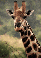 每日GIF(2021-06-16)的gif-Loop Waiting GIF