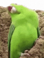 每日GIF(2021-06-19)的gif-party GIF