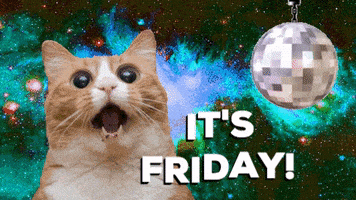 每日GIF(2021-06-19)的gif-Cat GIF by Nebraska Humane Society