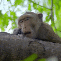 每日GIF(2021-06-21)的gif-Pbs Nature Monday GIF by Nature on PBS