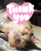 每日GIF(2021-06-22)的gif-Cat Thank You GIF by Yevbel