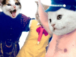 每日GIF(2021-06-26)的gif-cat party GIF by Tara