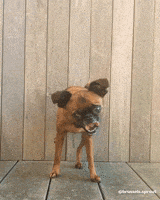 每日GIF(2021-07-03)的gif-Pop It Brussels Sprout GIF