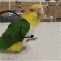 每日GIF(2021-07-03)的gif-Happy Party GIF