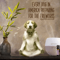 每日GIF(2021-07-04)的gif-Celebrate 4Th Of July GIF by Jennifer Accomando