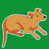 每日GIF(2021-07-06)的gif-Dogs Pet GIF by Guaraná Antarctica