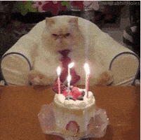 每日GIF(2021-07-08)的gif-Happy Birthday Cat GIF