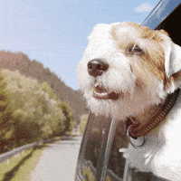 每日GIF(2021-07-09)的gif-Dog Food Friday GIF by Diamond Pet Foods
