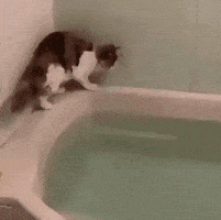 每日GIF(2021-07-10)的gif-Cat Wow GIF by JustViral.Net