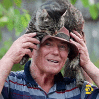 每日GIF(2021-07-15)的gif-Cat Lover GIF by Shark Week