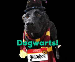 每日GIF(2021-07-15)的gif-Harry Potter Dog GIF by Camp Tails
