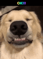 每日GIF(2021-07-16)的gif-Excited Golden Retriever GIF by MOODMAN