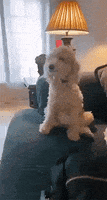 每日GIF(2021-07-23)的gif-Dog Lol GIF