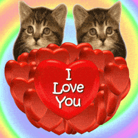每日GIF(2021-07-25)的gif-I Love You Cat GIF