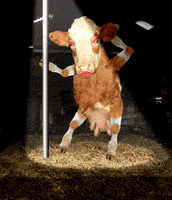 每日GIF(2021-07-31)的gif-party strippers GIF