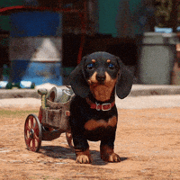 每日GIF(2021-08-03)的gif-Best Boy Happy Dog GIF by Far Cry 6