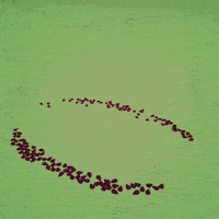 每日GIF(2021-08-04)的gif-Watermelon GIF by April Faison
