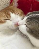 每日GIF(2021-08-06)的gif-Cats Love GIF