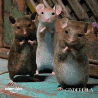 每日GIF(2021-08-09)的gif-Awwww-Cute Omg GIF by Cinderella