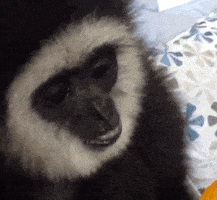 每日GIF(2021-08-15)的gif-Ice Cream Eating GIF