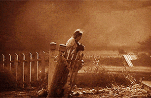 每日GIF(2021-09-02)的gif-Wizard Of Oz Toto GIF