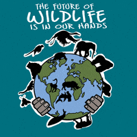 每日GIF(2021-09-05)的gif-Endangered Species Earth GIF by INTO ACTION