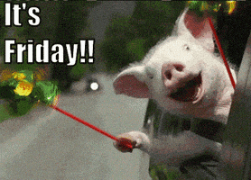 每日GIF(2021-09-25)的gif-Its Friday GIF