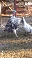 每日GIF(2021-10-12)的gif-Thanksgiving Fall Down GIF