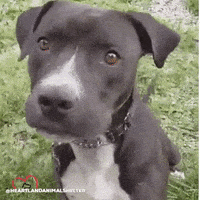 每日GIF(2021-10-24)的gif-Dog What GIF by Heartland Animal Shelter