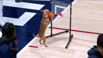 每日GIF(2021-10-25)的gif-Regular Season Sport GIF by NBA