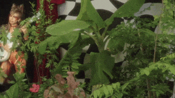 每日GIF(2021-11-06)的gif-Guitar Musician GIF by Hurray For The Riff Raff