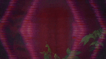 每日GIF(2021-11-08)的gif-Guitar GIF by Hurray For The Riff Raff
