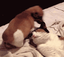 每日GIF(2021-11-10)的gif-Very Funny Puppy GIF